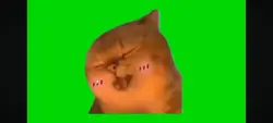 Kucing Yapapa