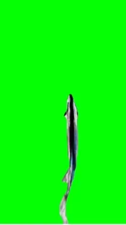 Spinning fish meme