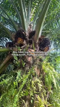 petani sawit