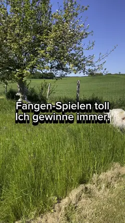 Fangen-Spielen