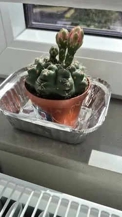 PLSSSSSS