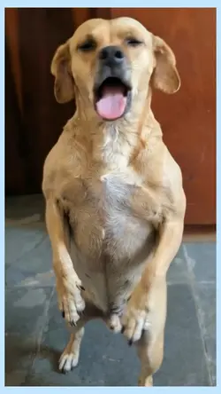 dancing dog