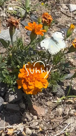 Sunny Day