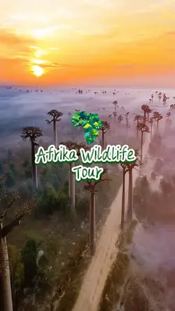 Animal Wildlife