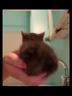 Cat velocity 😜