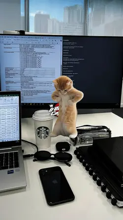 TREND KUCING JOGET