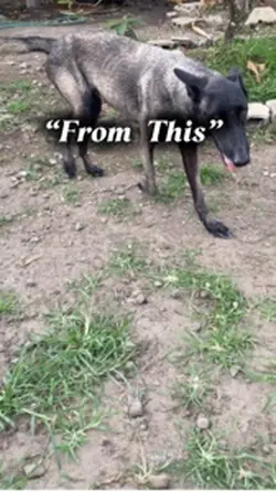 Rescue dog