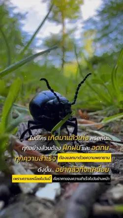 ไม่มีใครเกิดแล้วเก่ง