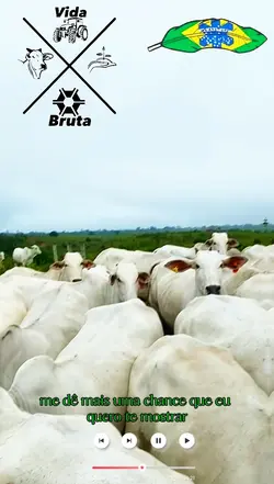 pecuária