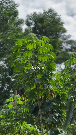 Before After