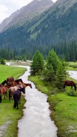 Horse in Nature