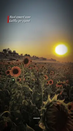 kurdish şablon 