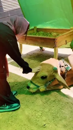 qurbani