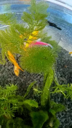 fish