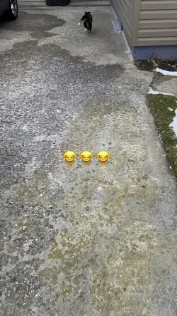 Neighbour’s cat