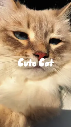 cute cat