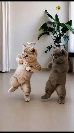 Dance with Friends