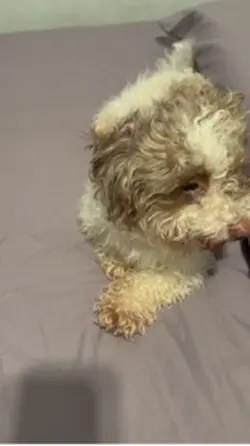 Pet care