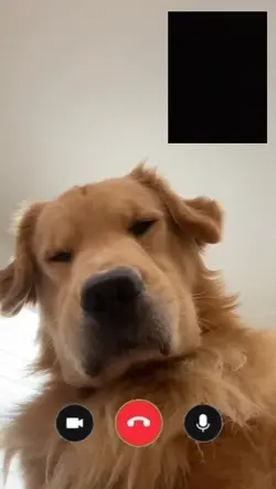 videocall