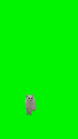 Spinning kick cat 