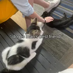 kitties <3