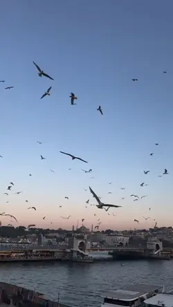 viral şablon 