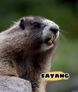 TUPAI PANGGIL NAMA 