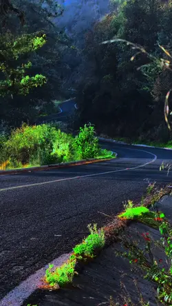 4k bosque HDR