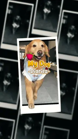 My Dog Diaries