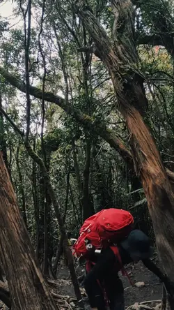 Vibes hutan
