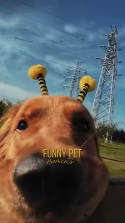 Funny pet moments 