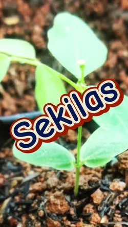 Sekilas info
