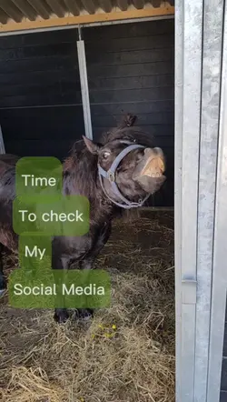 Check social media 