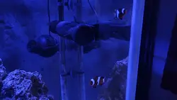 récifal aquarium 
