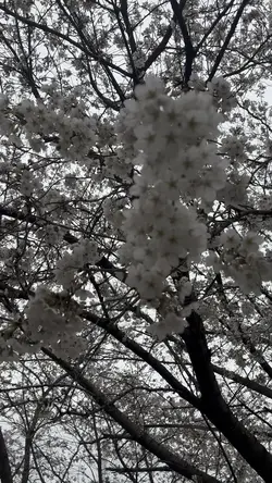 Spring season