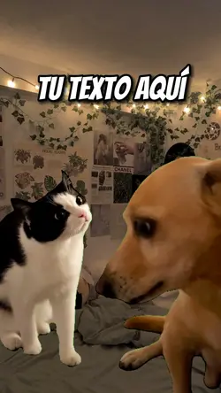GATO MIRANDO A PERRO