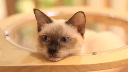 Gatinhos Fofinhos