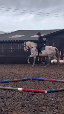 Spanish horses>>