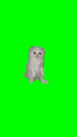 dancing cat meme