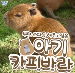 카피바라