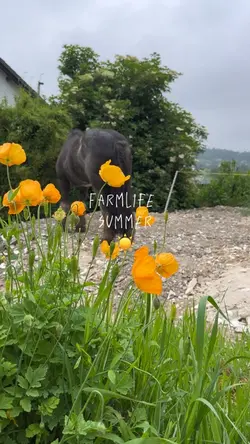 🚜🌾👩🌾☀️🐴🐮🐔