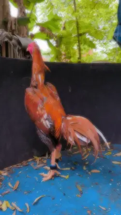 ini hobi