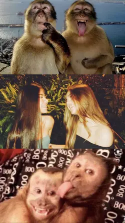 Macaquinhos