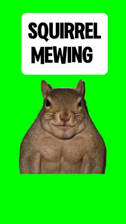 SQUIRREL MEWING 
