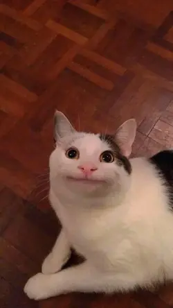 your funny cat vid
