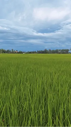 Beautiful scenery.🌾🌾