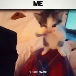 Gatos na midia deles