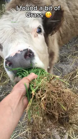 A bit of grass 😝