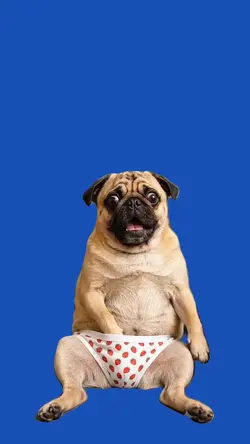 Dog/Cachorro