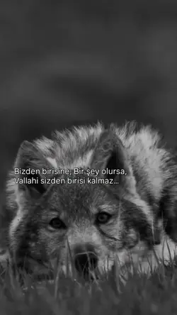 Dostluk 